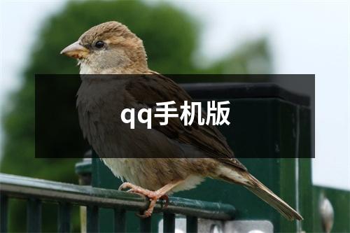 qq手机版